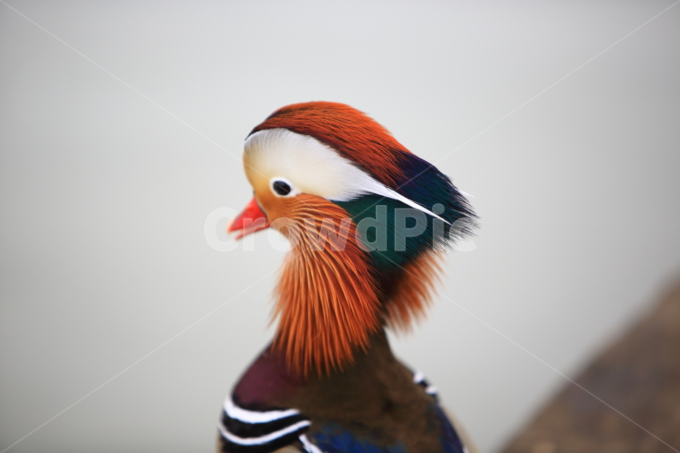원앙,자연,풍경,철새,새,조류,동물,animal,조류,새,birds