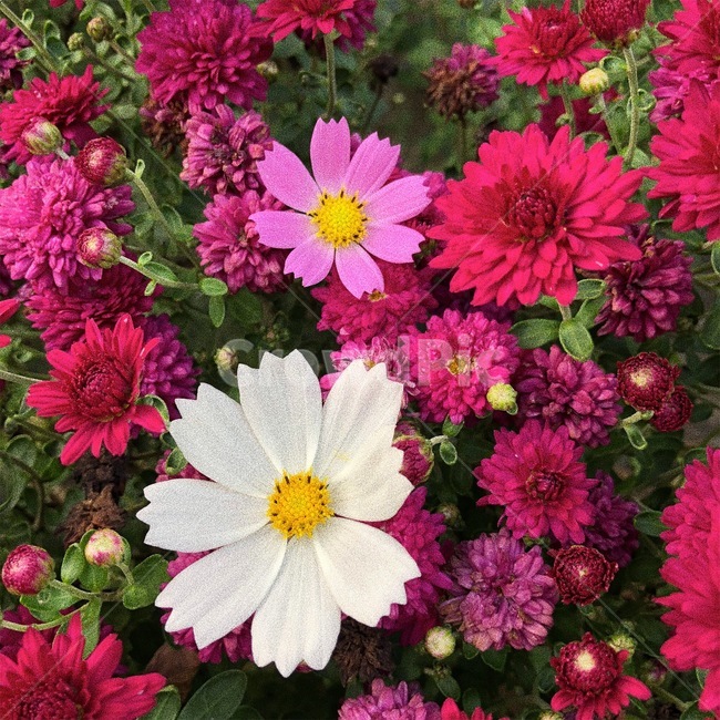국화,코스모스,꽃,가을꽃,감성,분위기,식물,자연,plants,nature,꽃,flower