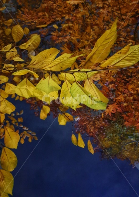leaf,잎,plant,식물,tree,나무,가을,계절,fall,autumn,season