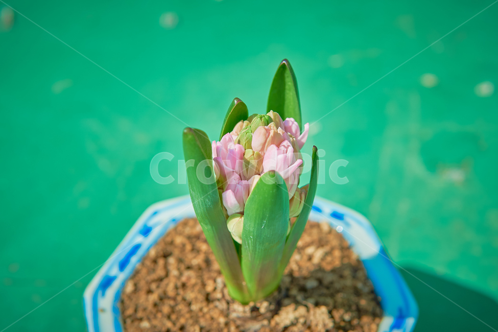 꽃집,히아신스,인테리어,interior,flower,들꽃,생화,조화,화분,hyacinth,자연,nature,생태계,ecosystem,plant,꽃,식물,실내용화초,화분,화초,house plant