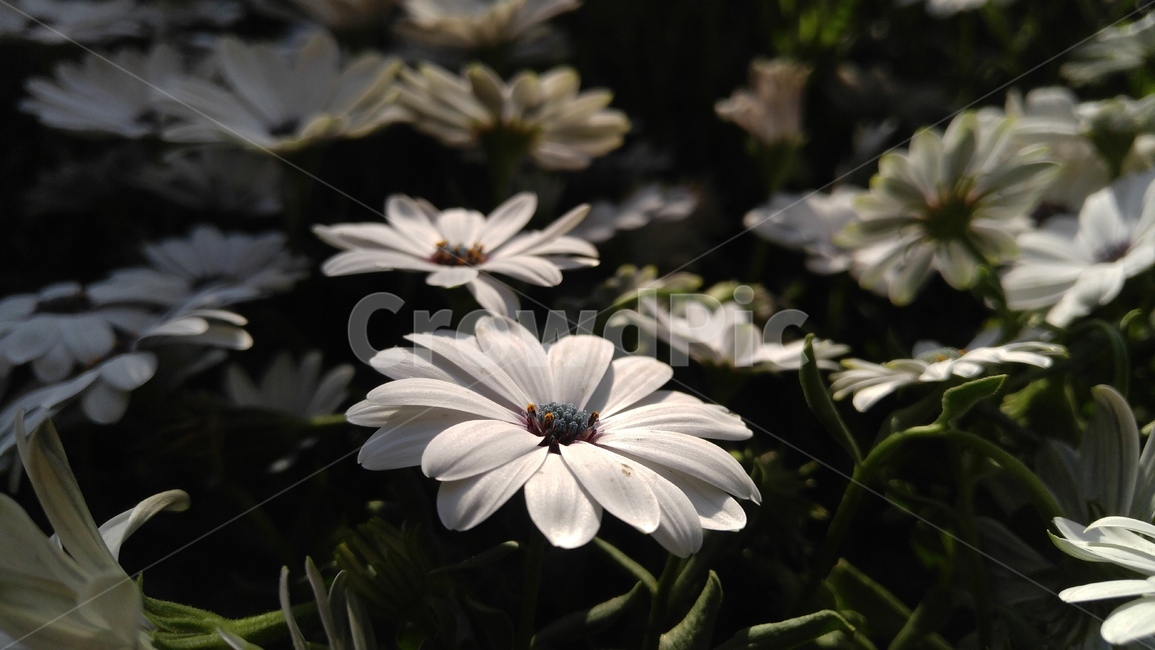 울릉국화,국화,흰국화,꽃,식물,흰색,배경,감성,계절,ulleungchrysanthemum,chrysanthemum,white,whitechrysanthemum,flower,flants,background,emotional,season