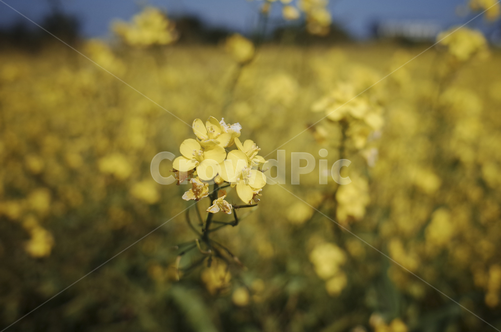 유채꽃,유채,yellow,plant,식물,flower,꽃,봄,봄꽃,노란꽃,green,노란,초록