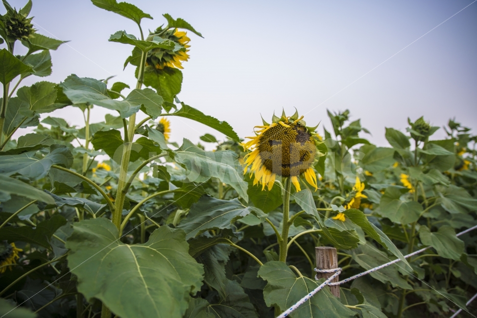 하늘공원,해바라기,가을,꽃,풍경,여름,계절,summer,season,식물,자연,plants,nature,꽃,flower,plant,blossom,sunflower