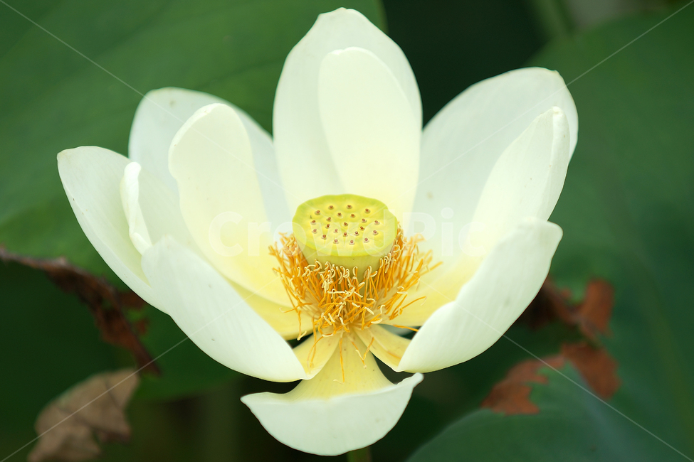 연꽃,여름,매크로,lotus,연꽃잎,식물,자연,plants,nature,꽃,flower