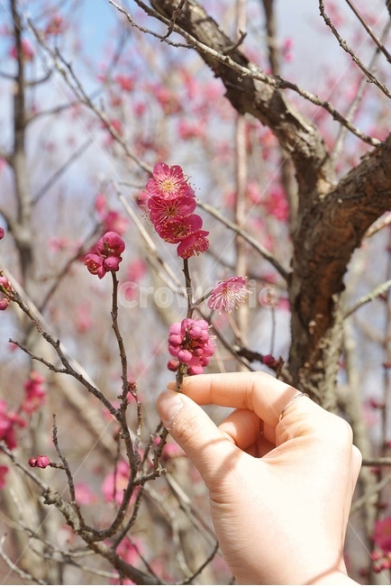 홍매화,매화,꽃,식물,손,사람,봄,식물,자연,plants,nature,꽃,flower