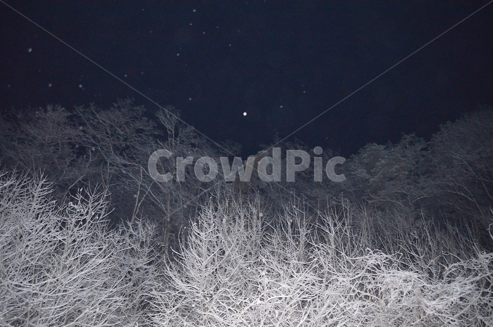 겨울,눈,snow,눈쌓인나무,밤겨울,겨울,계절,winter,season,야경,밤,풍경,nightscape,night,landscape,nature,자연,outdoors,옥외,ice,빙