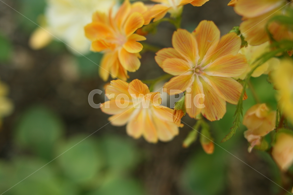 꽃,접사,아름다움,이쁨,봄,확대,봄,계절,spring,season,식물,자연,plants,nature,꽃,flower,plant