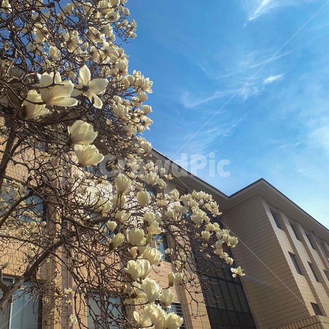 하늘,꽃,건물,나무,맑음,상쾌,매화,봄,sky,flower,building,tree,spring,sunny,식물,자연,plants,nature,꽃,flower
