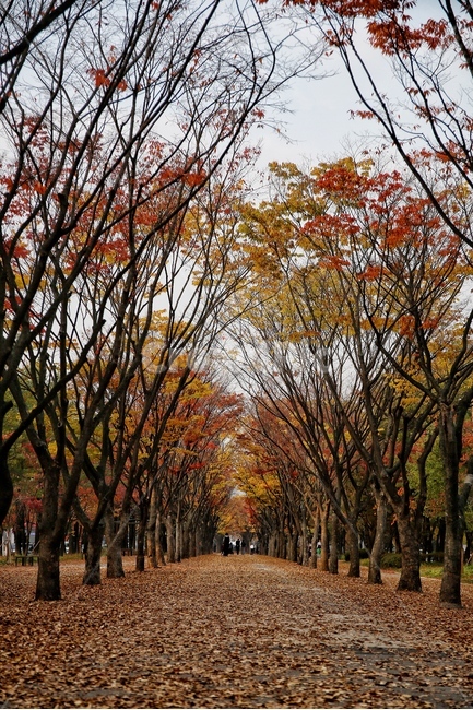 가을,낙엽,나뭇잎,풍경,감성,분위기,가을,계절,fall,autumn,season,자연,풍경,nature,landscape,tree,나무,plant,식물,tree trunk,나무 줄기
