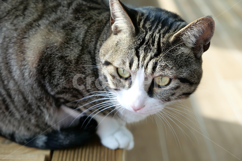고양이,코숏,길고양이,동물,반려묘,반려동물,cat,kitten,animal,동물,animal,포유류,mammal,고양이,cat,kitten,kitty