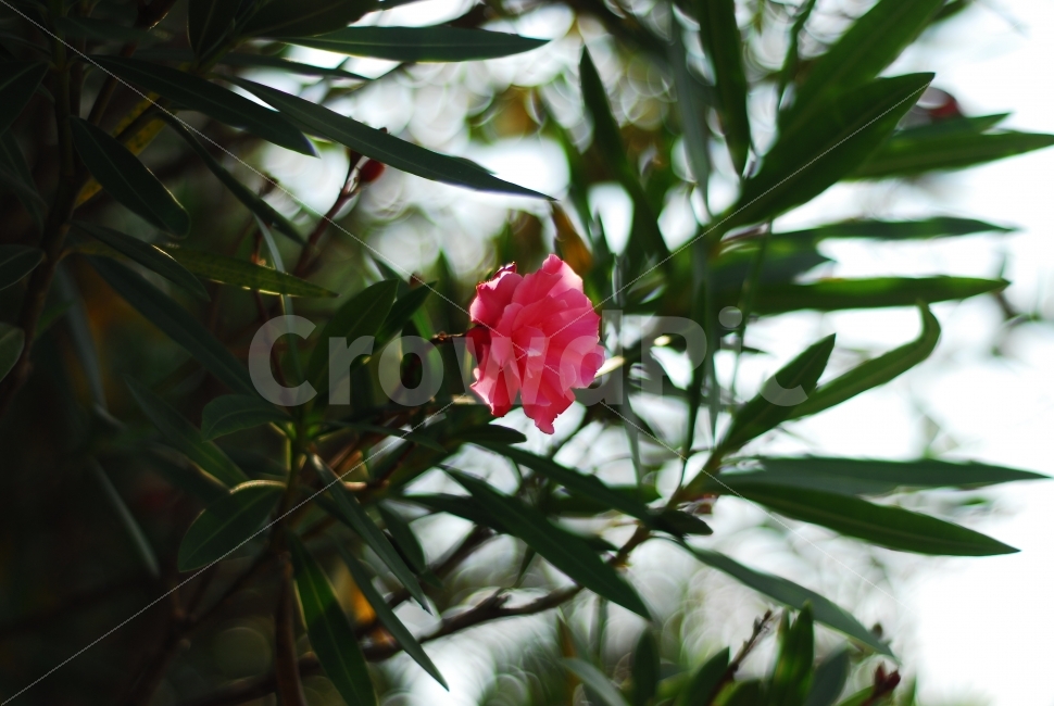 협죽도꽃,협죽도,꽃,독성이있음,식물,꽃나무,식물,자연,plants,nature,꽃,flower,감성,sensible,feeling