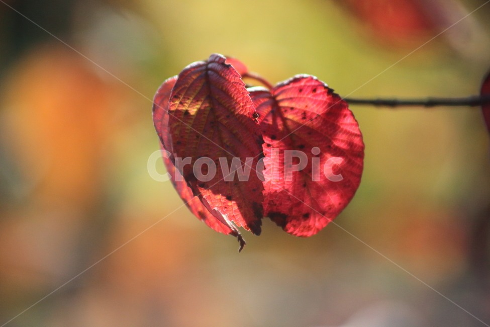 단풍,잎,가을,redleaves,leaf,가을,계절,fall,autumn,season,veins,정맥,animal,동물,invertebrate,무척추 동물,insect,곤충