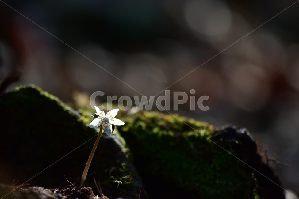 너도바람꽃,야생화,봄,꽃,풀꽃,자연,식물,식생,감성,힐링,plants,nature,spring,season,flower,emotion,feeling,흰색,초본,너도바람꽃속