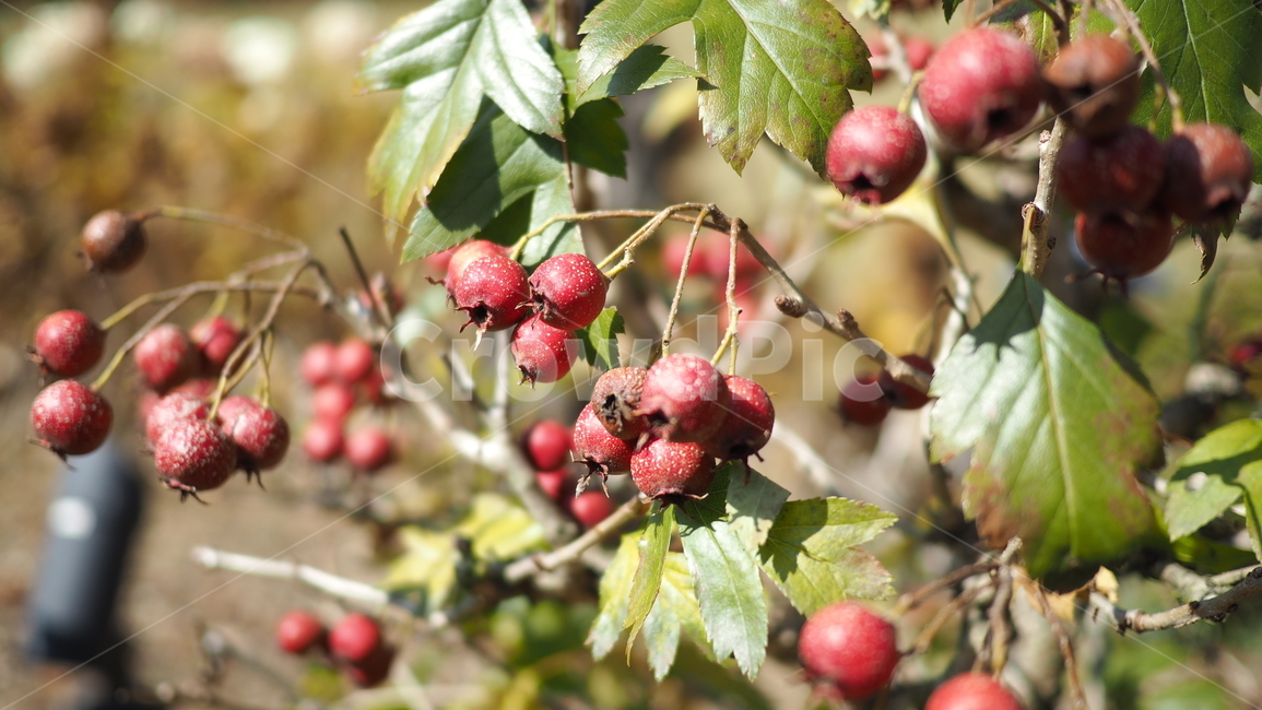 열매,나뭇잎,식물,fruit,leaf,plant,빨간색열매,redberries,식물,자연,plants,nature