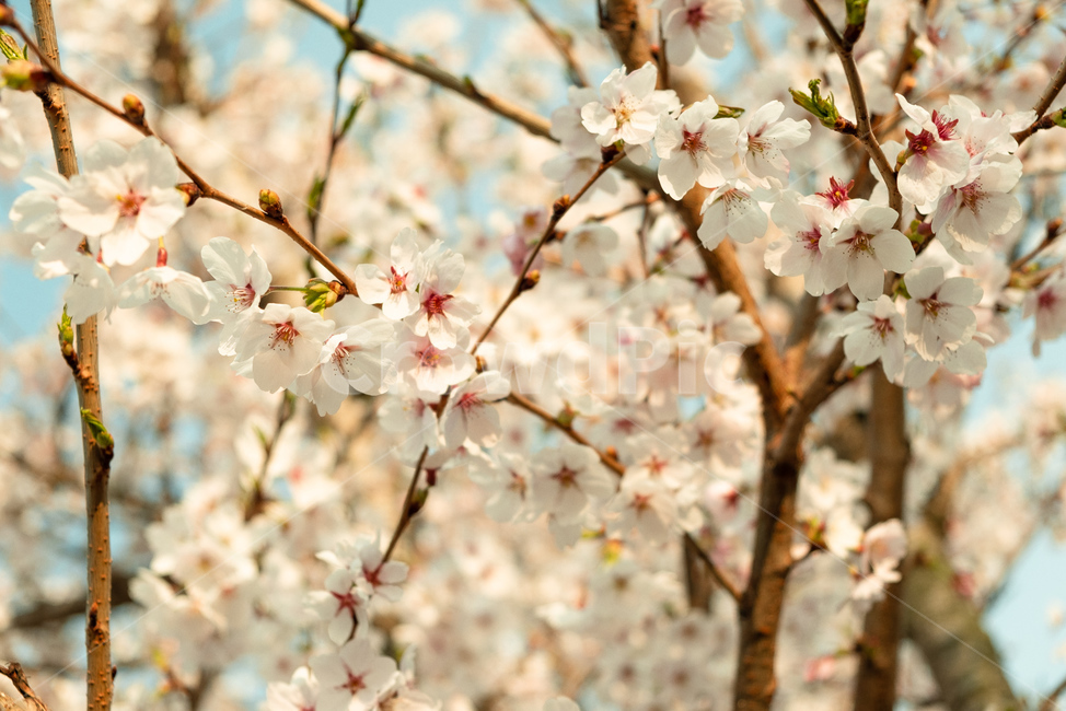 벚꽃,꽃,봄,벚꽃나무,감성,자연,flower,cherryblossom