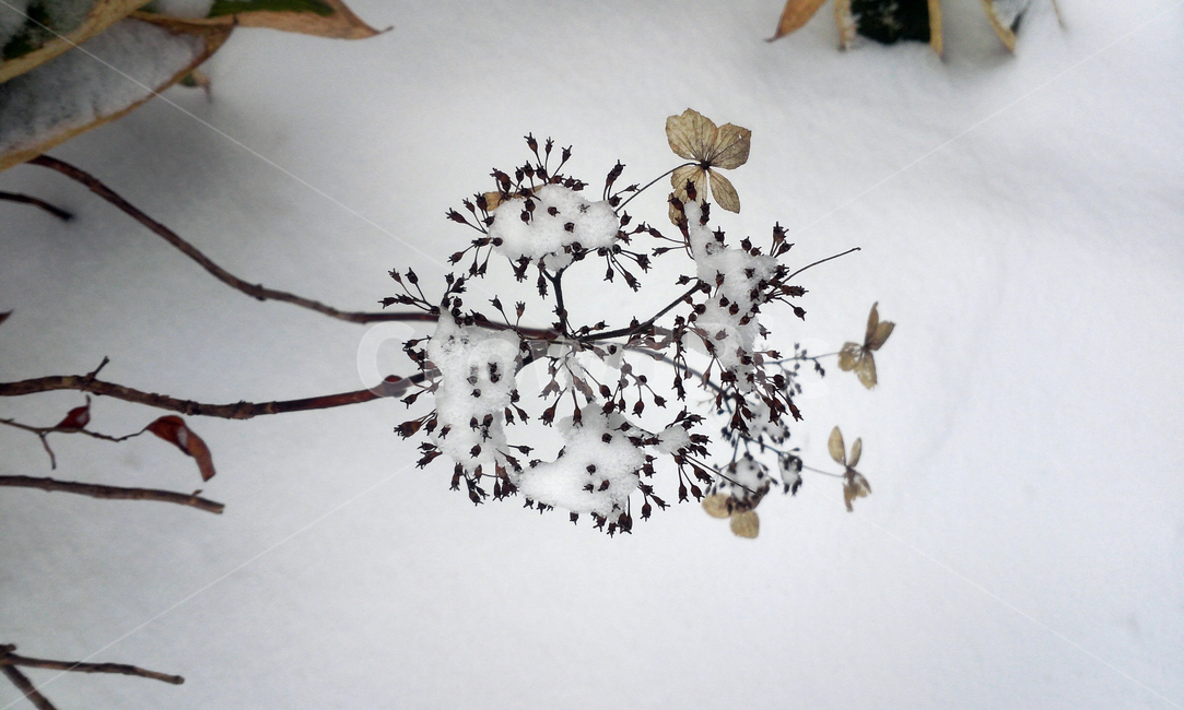 겨울,눈,눈꽃,겨울속으로,겨울나무,겨울,계절,winter,season