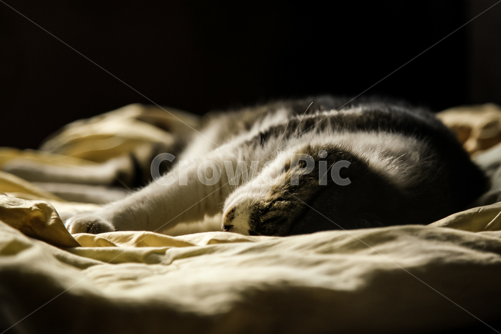 고양이,반려묘,애완동뮬,일상,반려동물,감성사진,휴식,동물,animal,포유류,mammal,고양이,cat,kitten,kitty,휴식,힐링,rest,relaxation,healing