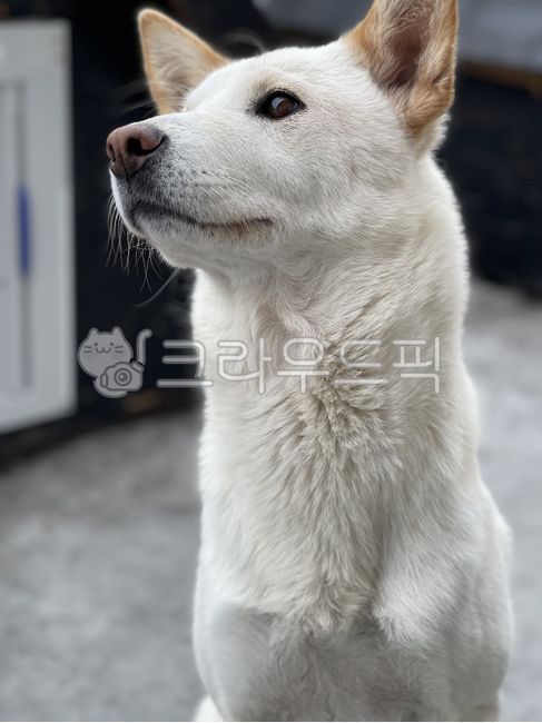 dog,개,동물,진돗개,백구