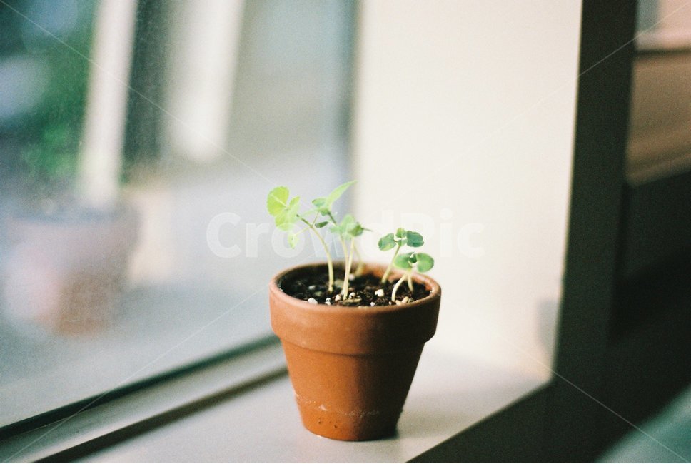 화분,새싹,시작,창틀,창가,따뜻함,햇빛,햇살,식물,자연,plants,nature,실내용화초,화분,화초,house plant,감성,sensible,feeling,인테리어,실내디자인,interior design