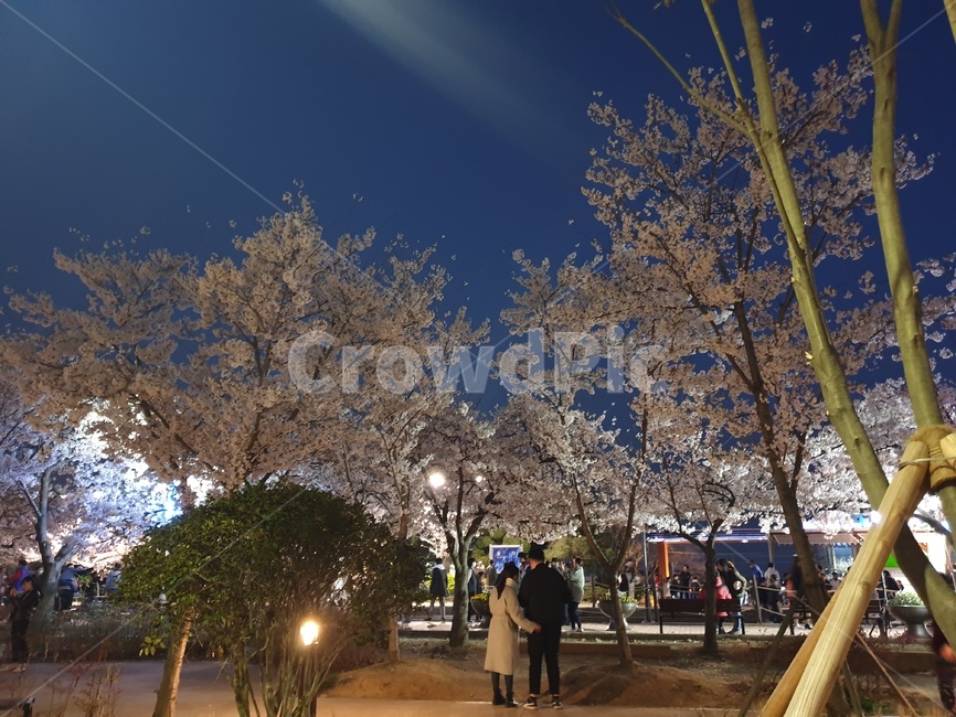 벛꽃,야경,연인,사랑,저녁,봄,계절,spring,season,야경,밤,풍경,nightscape,night,landscape,사람들,대중,군중,other people,crowd,banister,난간,handrail