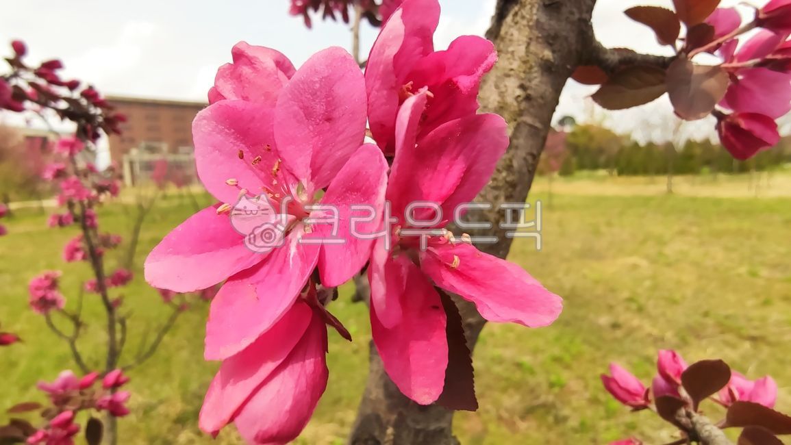 blossom,Cherry Leaf Flower Apple Tree,flower,apple blossom,malusfloribunda,stone apple,petal,plant,flower apple tree,flower apple