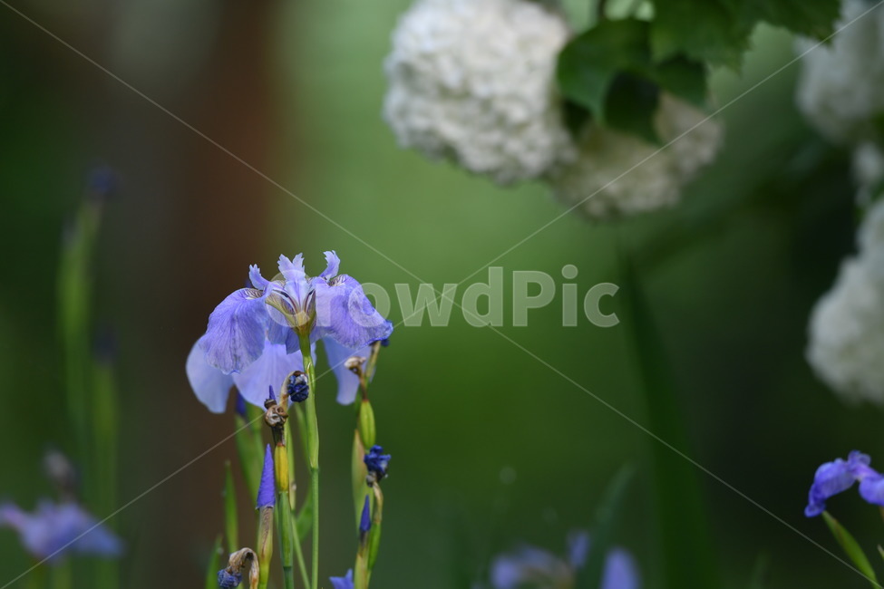 식물,자연풍경,꽃,감성사진,봄,붓꽃,봄,계절,spring,season,식물,자연,plants,nature,꽃,flower,blossom,plant,iris,아이리스