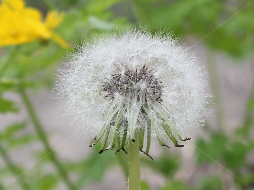 민들레,꽃,민들레홀씨,plant,flower,씨앗,자연,식물,식물,자연,plants,nature