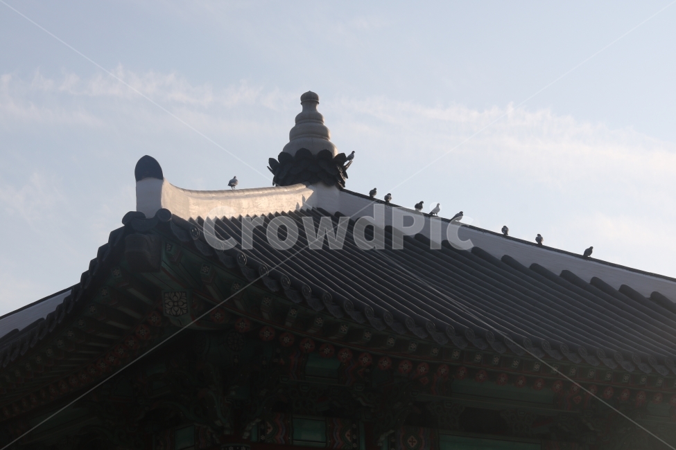 비둘기,기와,전통,한국,부산,여행,용두산공원,풍경,하늘,한국전통,한국문화,korean traditional,korean culture,건축물,건물외관,exterior,building,structure,architecture,construction