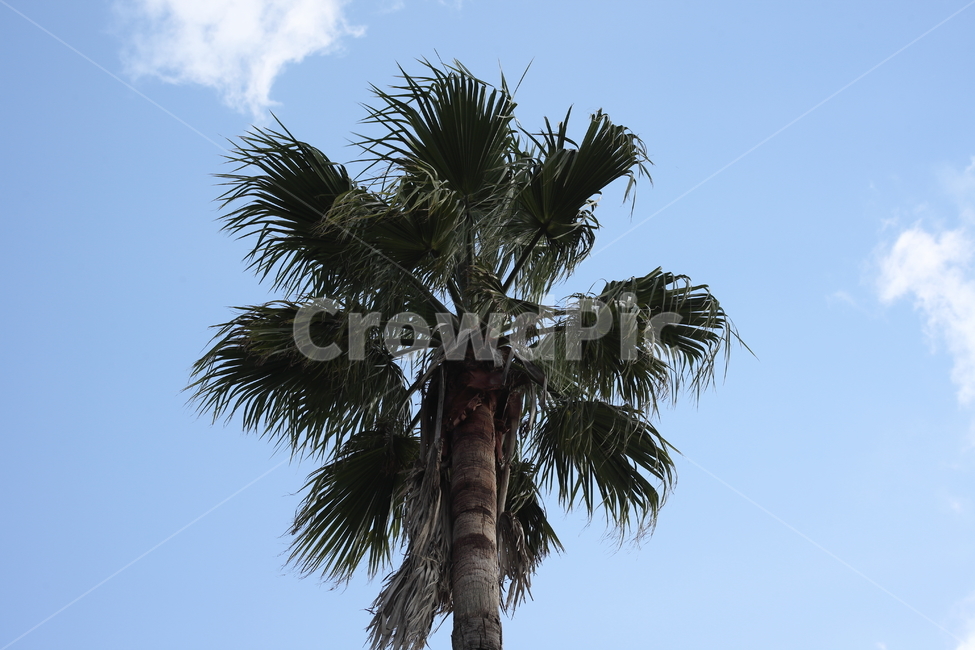 와싱톤야자나무,야자나무,식물,palm,plant,식물,자연,plants,nature,나무,trees,wood