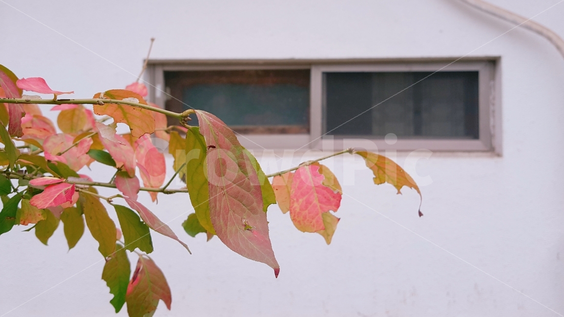 자연,단풍,가을,힐링,나무,창문,나뭇잎,집,감성,색감,벽,건물,창,nature,autumn,가을,계절,fall,autumn,season,식물,자연,plants,nature,veins,정맥