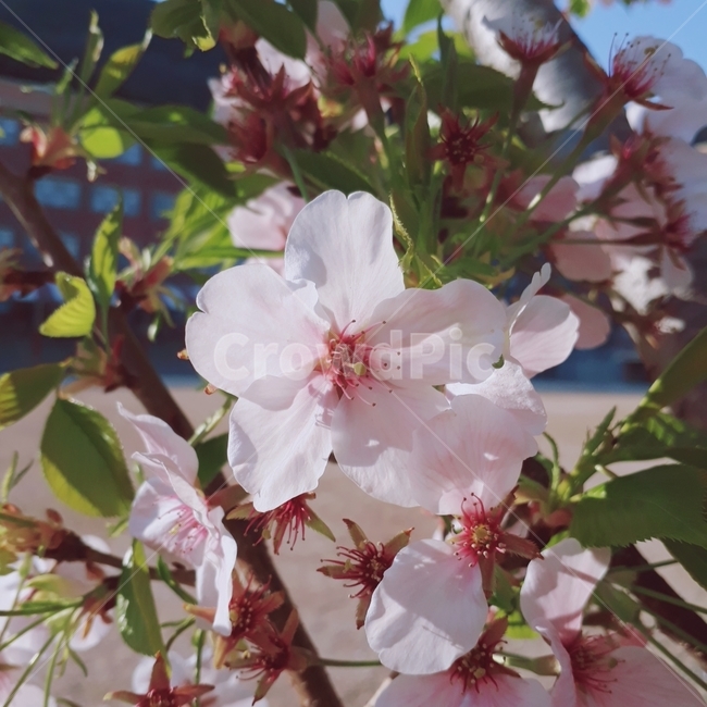 봄,벚꽃,꽃,나무,만개,spring,flower,화려한,수려한,자연,cherryblossoms
