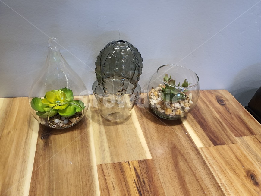 다육,화분,선인장,floor,바닥,미니화분