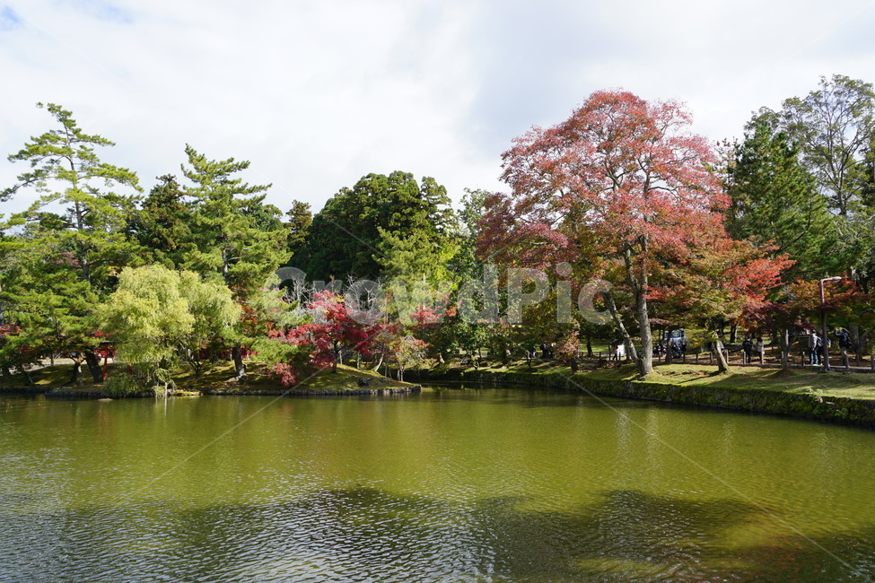 공원,숲,단풍,가을,나무,일본,나라,나라공원,호수,물,유원지,하늘,맑음,japan,휴식,산책,여유로움,소풍,화창,화창함,가을,계절,fall,autumn,season,해외,외국,세계,foreign,oversea,world,세계자연풍경,해외자연풍경,외국자연풍경,world nature landscape,outdoors,옥외,water,nature,자연