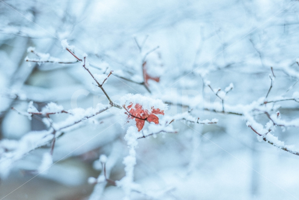 겨울,단풍,눈,눈의꽃,스냅,사진,감성,식물,자연,plants,nature,겨울,계절,winter,season