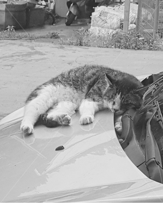 고양이,낮잠,길고양이,동물,낮잠자는고양이