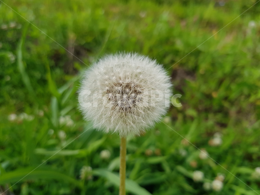 민들레,풀,식물,꽃,서양민들레,계절,여러해살이풀,시즌,dandelion,season,식물,자연,plants,nature,꽃,flower