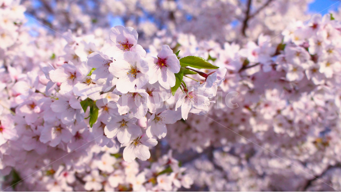 봄,벚꽃,꽃,분홍,사쿠라,봄,계절,spring,season,식물,자연,plants,nature,꽃,flower,색깔,색상,색채,색감,color sense,color sensitivity,feeling of color,plant,blossom