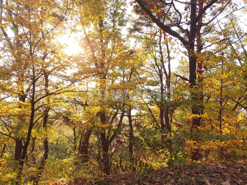 나무,노을,등산,산,낙엽,가을,문수산경치,가을등산,가을,계절,fall,autumn,season,자연,풍경,nature,landscape,tree,plant,식물,tree trunk,나무 줄기