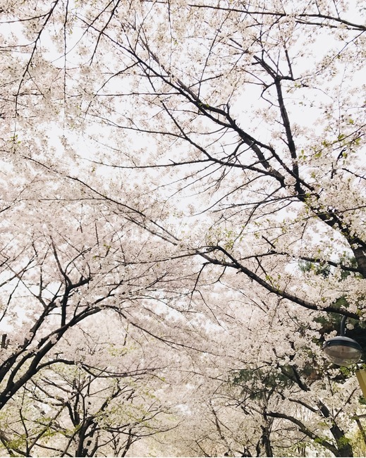 flower,자연,플라워,식물,꽃,봄,계절,spring,season,식물,자연,plants,nature,나무,trees,wood,plant
