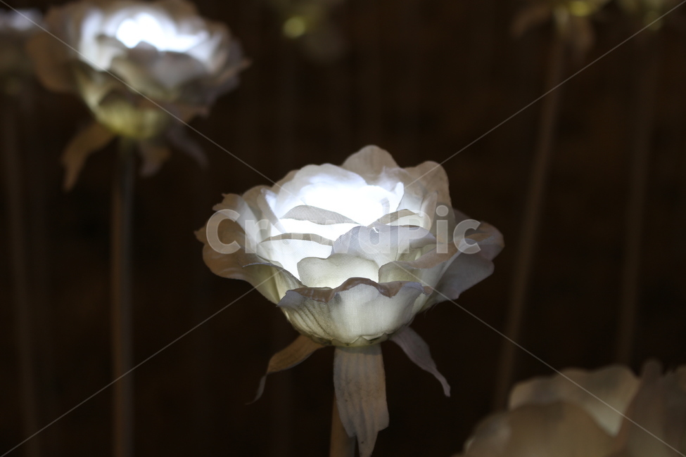 장미,조명,불빛,밤,감성,꽃