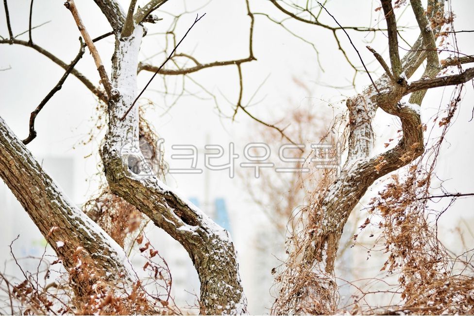 겨울,눈,숲,폭설,십자가,tree,나무,plant,식물,나무줄기
