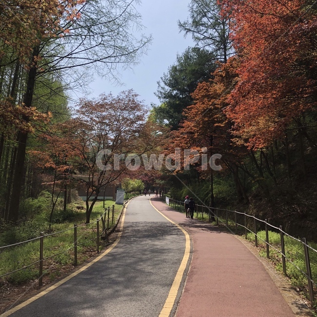 등산,단풍,나무,풍경,산,보문산,대전,길,산길,벚꽃,봄,하늘