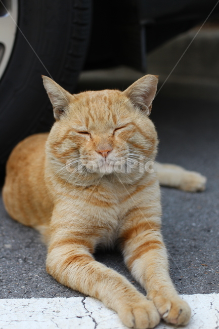 동물,고양이,길냥이,cat,animal,동물,animal,포유류,mammal,고양이,cat,kitten,kitty