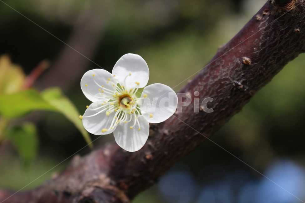 꽃,자연,배경화면,봄,꽃한송이,아웃포커싱,들꽃,flower,nature,backgroundimages,spring