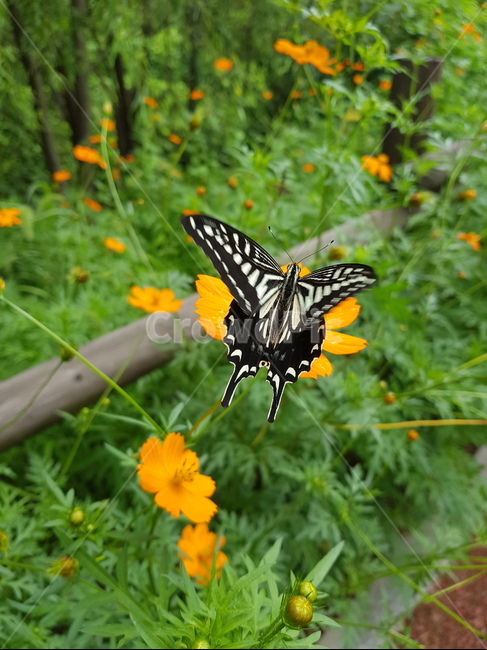 호랑나비,나비,swallowtailbutterfly,butterfly,꽃,동물,animal,곤충,벌레,insect,bug