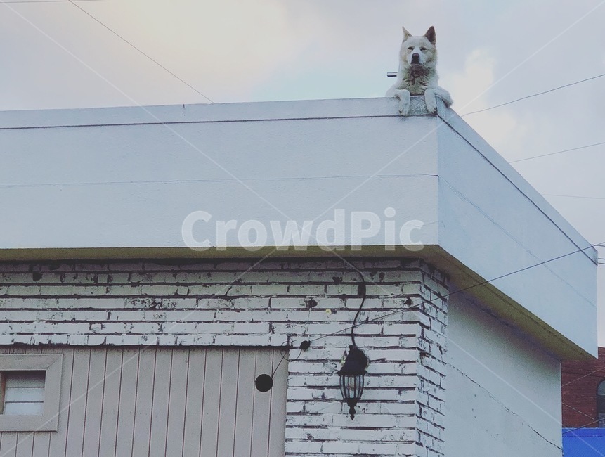 흰개,강아지,개,옥상,하늘,감성사진,지붕위,옥상위,빼꼼,동물,animal,포유류,mammal,개,강아지,dog,doggy