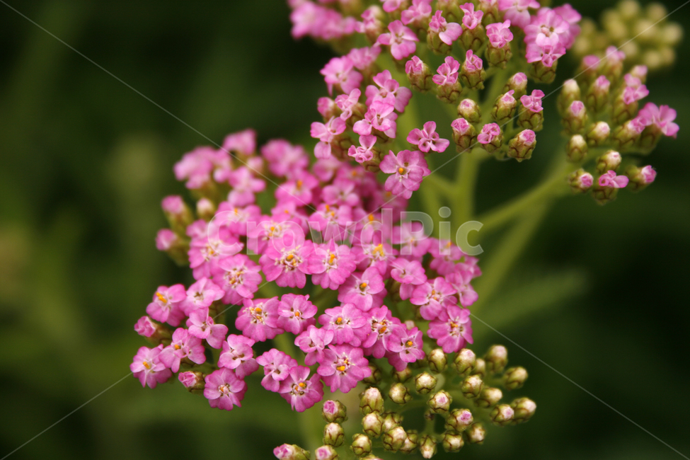 톱풀,식물,flower,plants,nature,꽃,식물,자연,plants,nature,꽃,flower