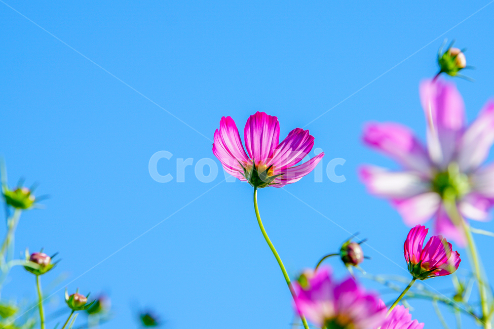 꽃,코스모스,순정,하늘,가을,가을,계절,fall,autumn,season,식물,자연,plants,nature,꽃,flower,plant