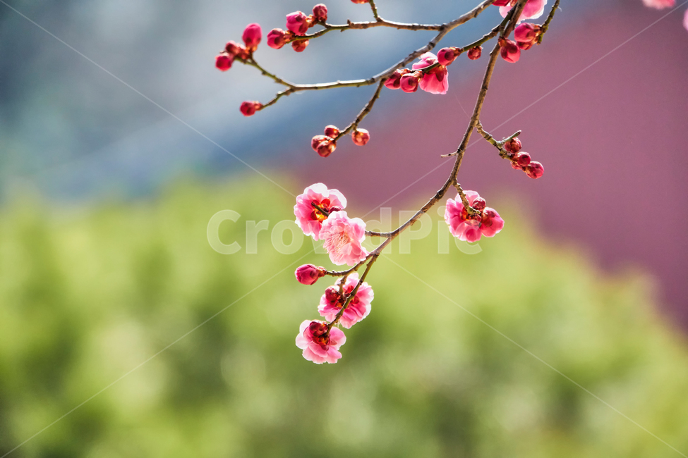 홍매화,매화,꽃,매화꽃,자주색,접사,붉은색,tree,blossom,plum,flower,pink,leaf,sky,nature,floral