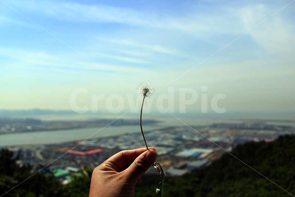 봉화산,등산길,정상에서,반겨주는,민들레,후후,불어본다,식물,자연,plants,nature,꽃,flower,사람,인물,인간,human,person,신체일부,몸,body